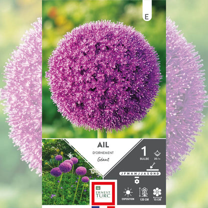 ALLIUM GIGANTEUM 