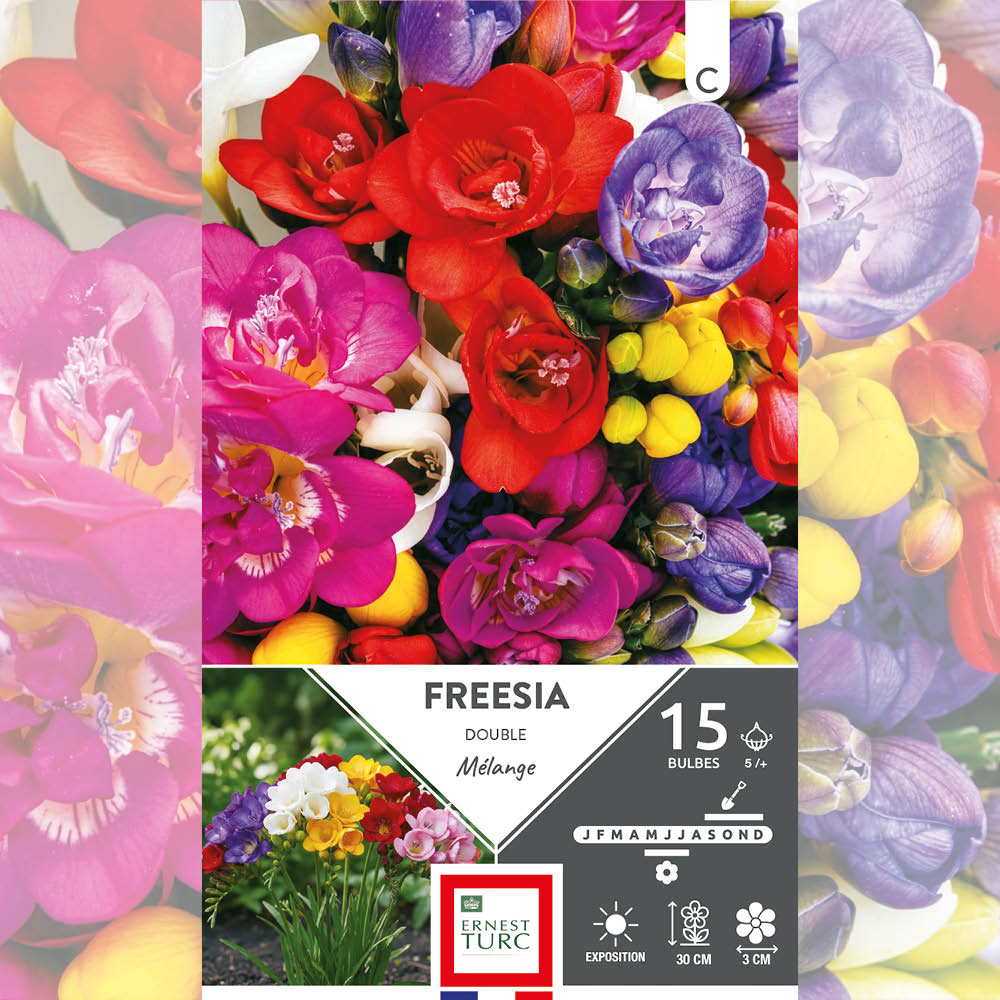 FREESIA DOUBLE EN MÉLANGE 