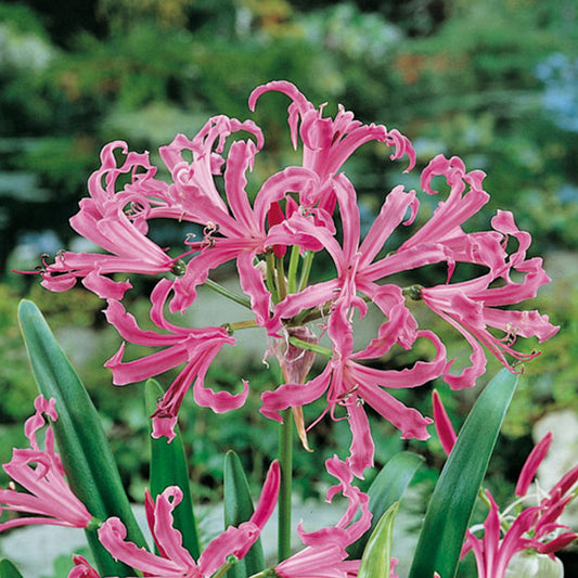 NERINES BOWDENII ALBIVITTA 