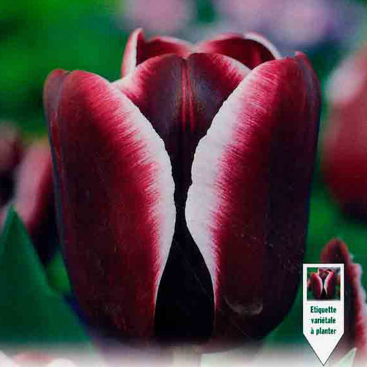 TULPE TRIOMPHE FONTAINEBLEAU
