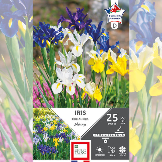 IRIS HOLLANDICA EN MÉLANGE 