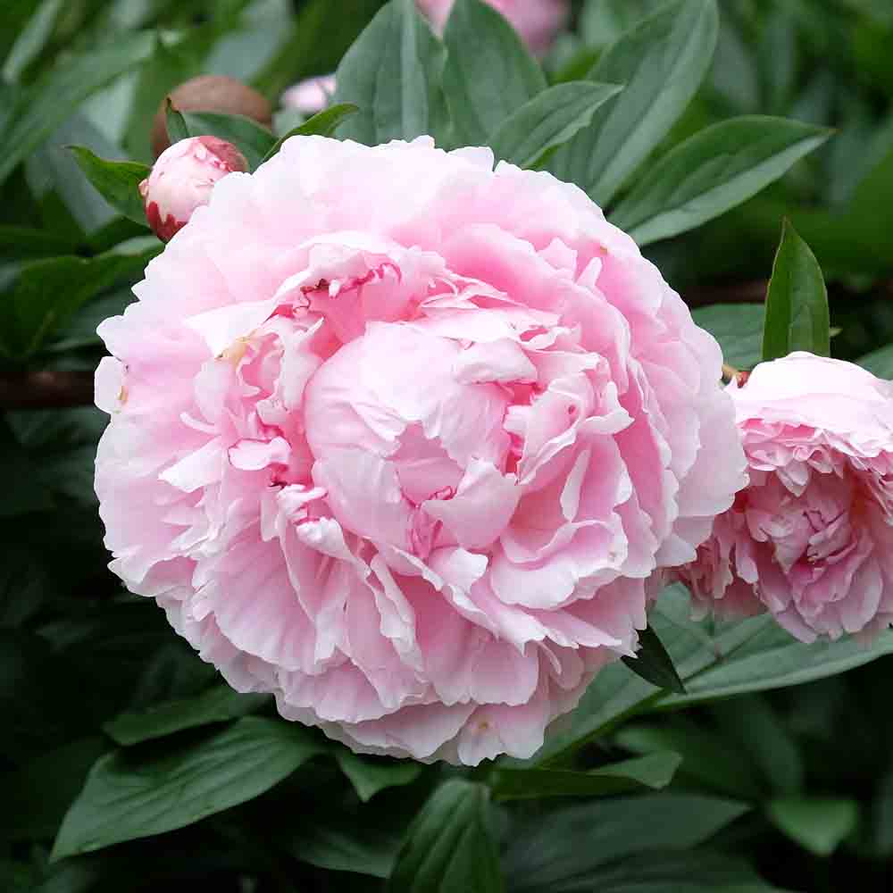PEONY SARAH BERNHARDT