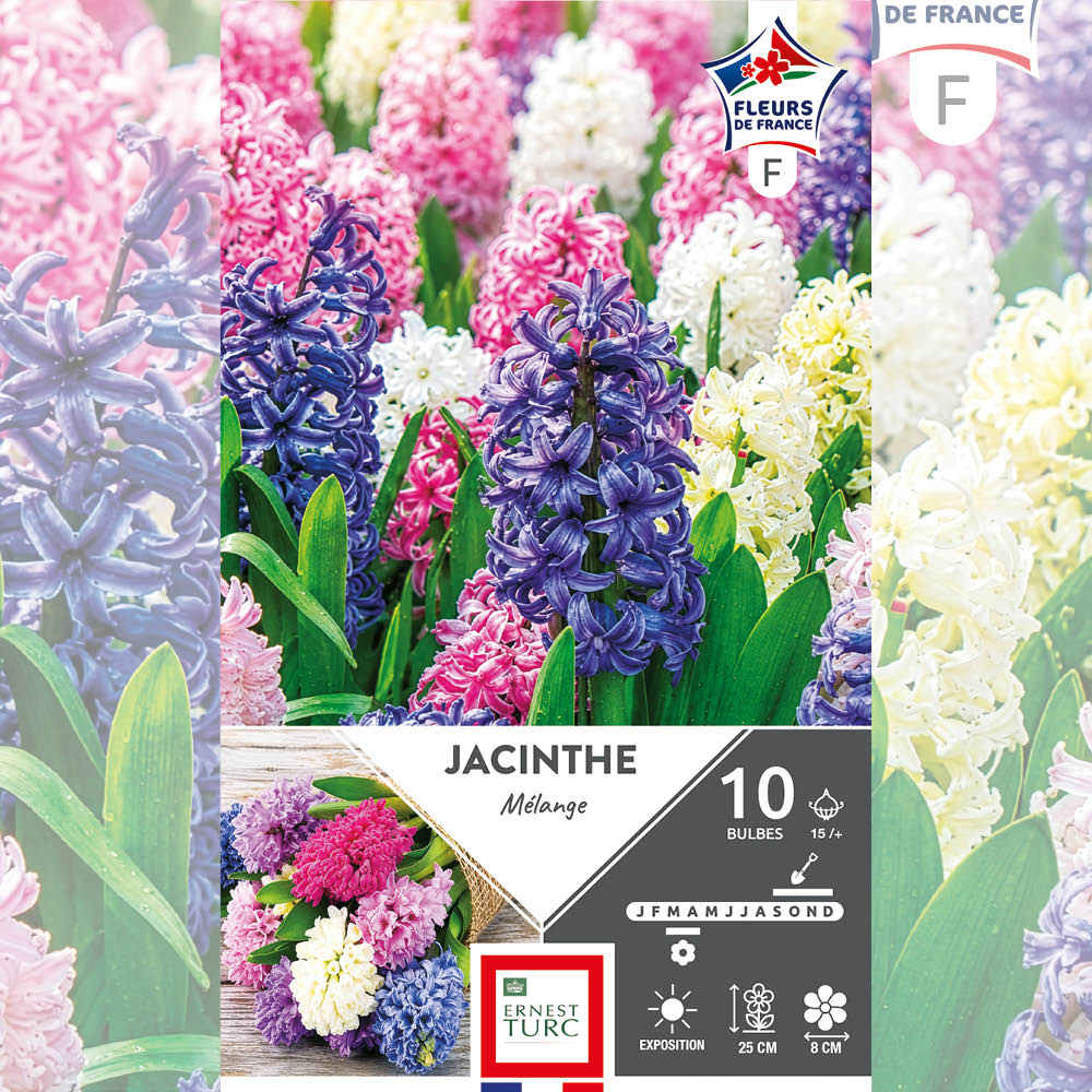 JACINTHES VARIÉES 