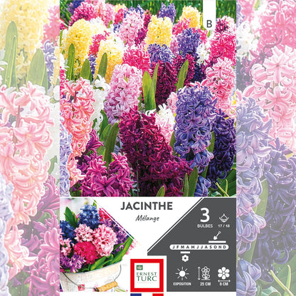 JACINTHES VARIÉES 