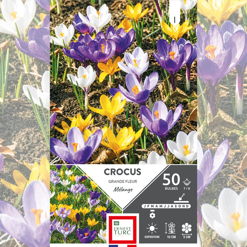 CROCUS GRANDE FLEUR VARIÉS 