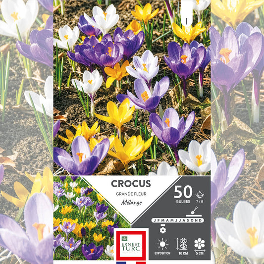 CROCUS GRANDE FLEUR VARIÉS 