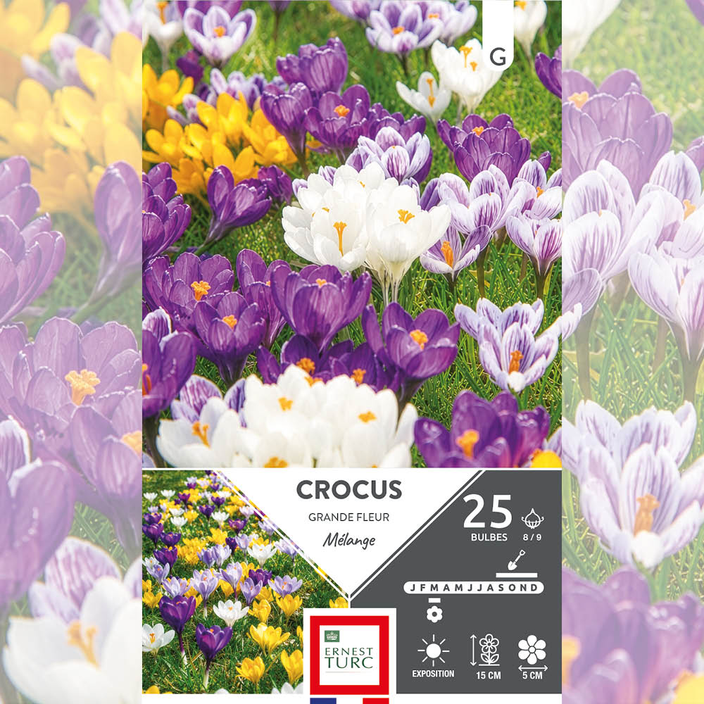 CROCUS GRANDE FLEUR VARIÉS 