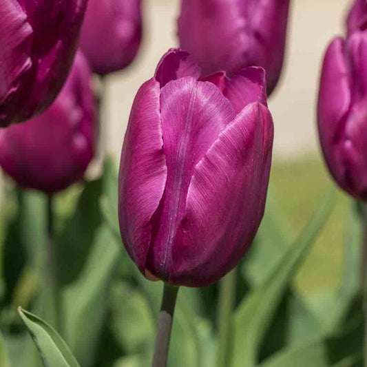 EINFACHE FRÜHE BIO-LILA TULPE