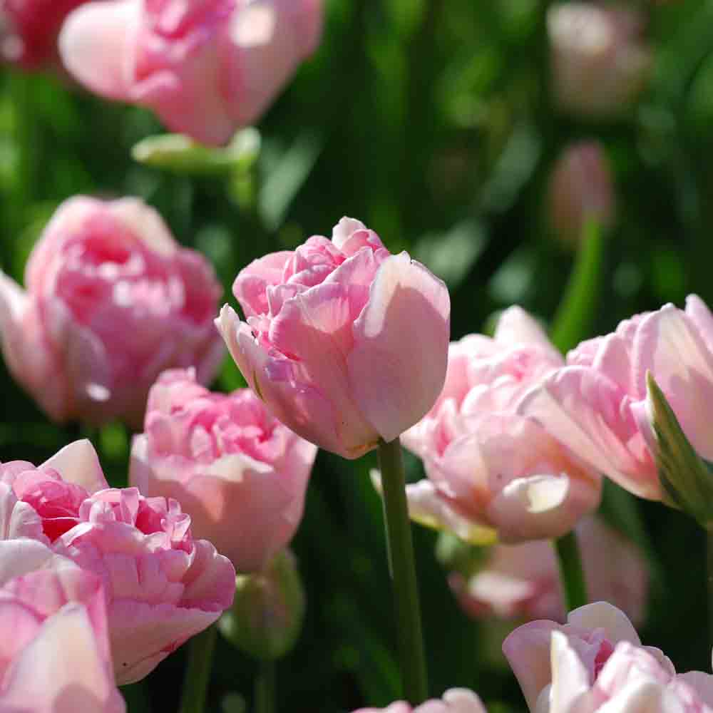 LATE DOUBLE TULIP ANGELICA