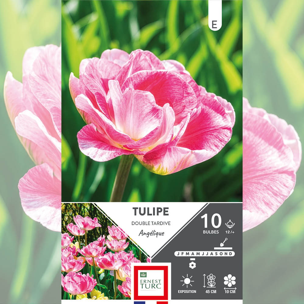 TULIPE DOUBLE TARDIVE ANGÉLIQUE 