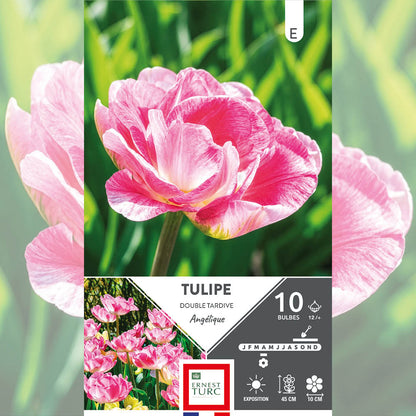 TULIPE DOUBLE TARDIVE ANGÉLIQUE 