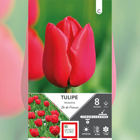 TULIPE TRIOMPHE ILE DE FRANCE AB 