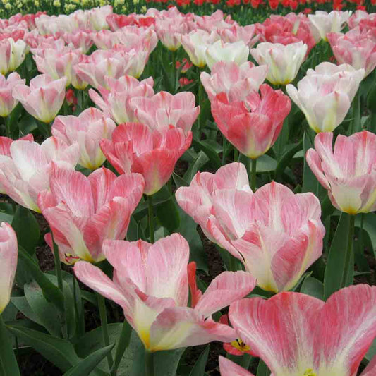 TULIP FOSTERIANA FLAMING PURISSIMA