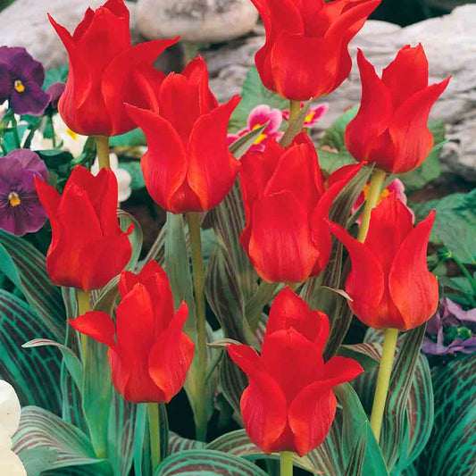 TULIP GREIGII RED RIDING HOOD