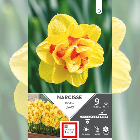 NARCISSE DOUBLE TAHITI 