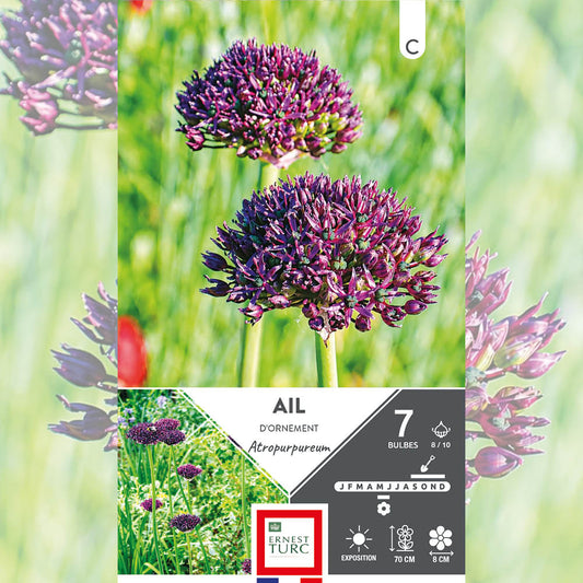 ALLIUM ATROPURPUREUM 