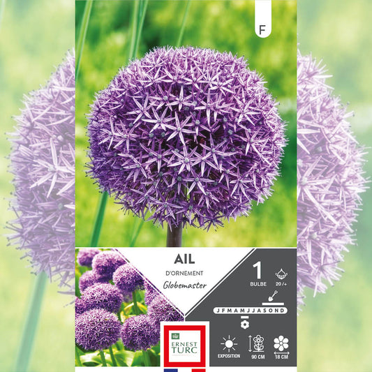 ALLIUM GLOBEMASTER 