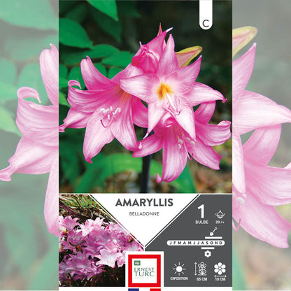 AMARYLLIS BELLA DONNA 