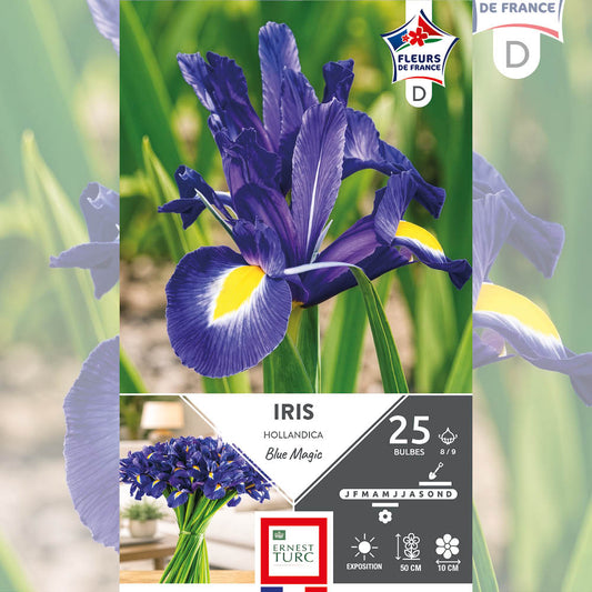 IRIS HOLLANDICA BLUE MAGIC 