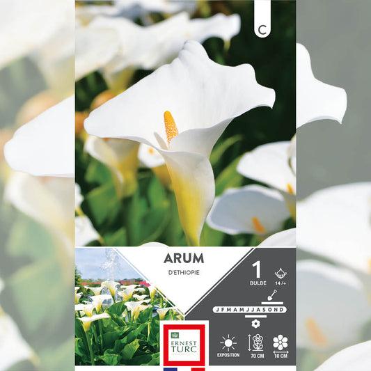 ARUM D'ETHIOPIE 