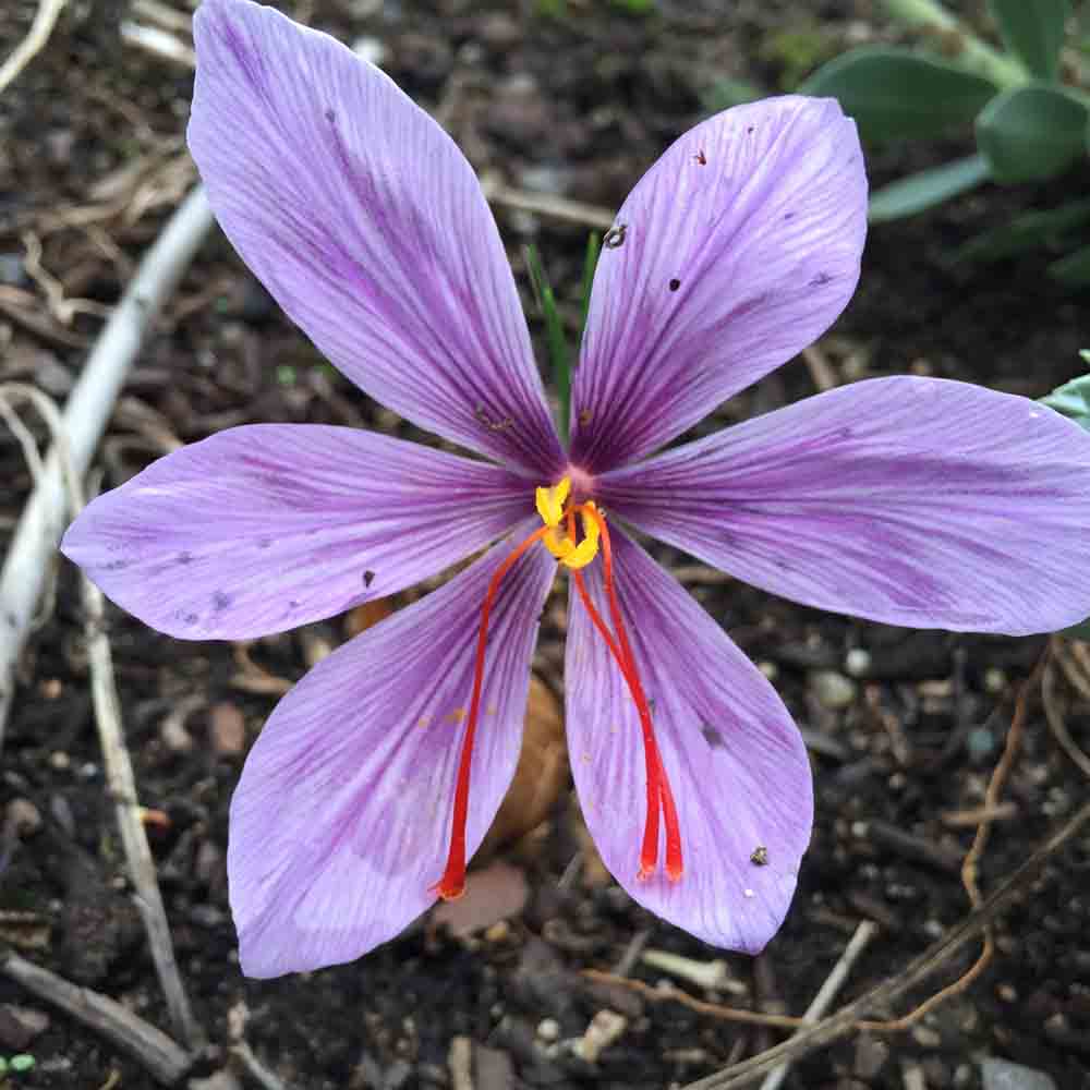 Safran-Krokus Godet AB