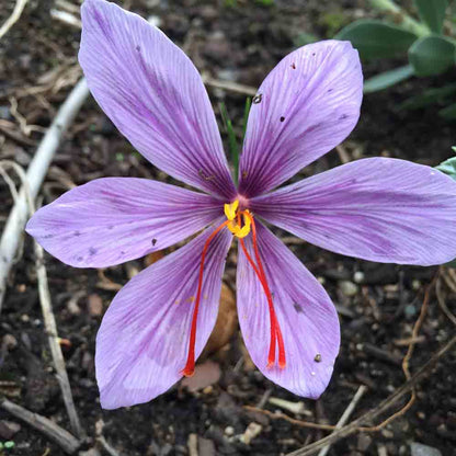 Safran-Krokus Godet AB