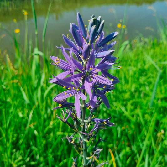 CAMASSIA QUAMASH 