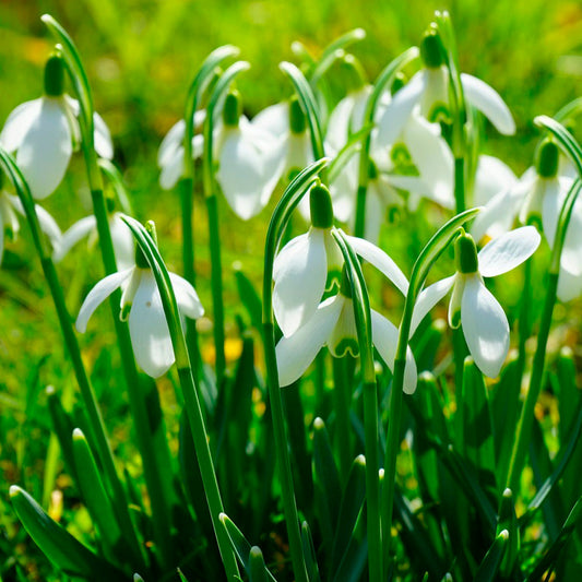 GALANTHUS ELWESII POLAR BEAR 