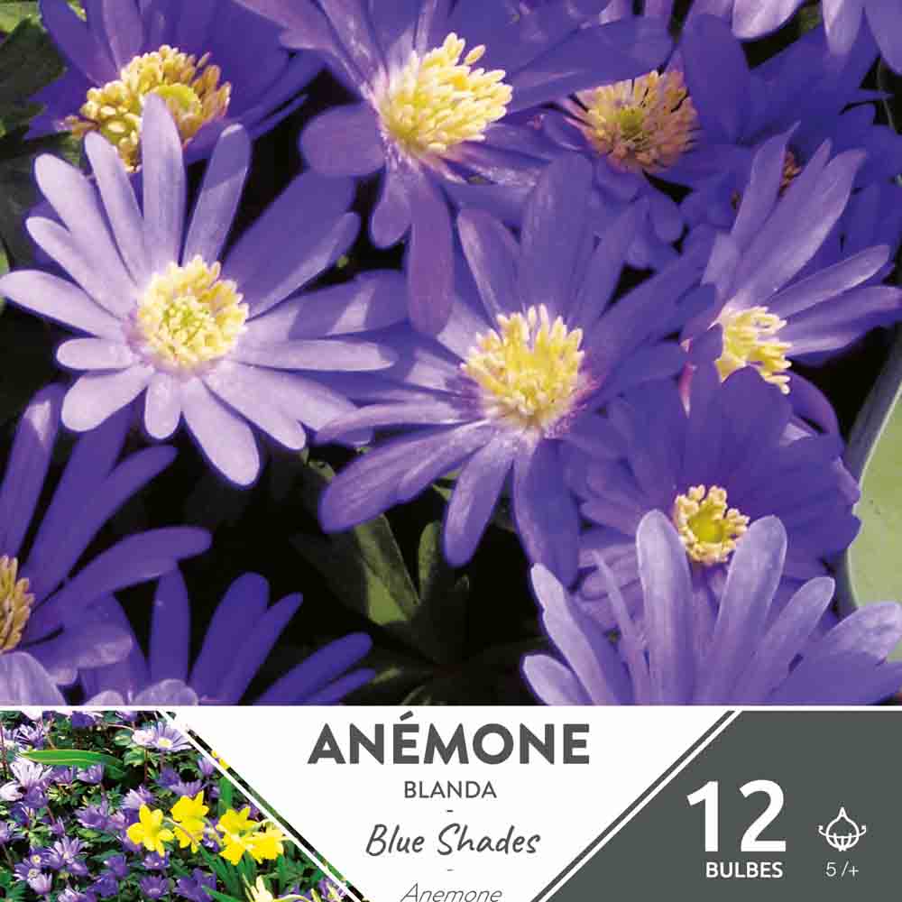ANEMONE BLANDA BLAUSCHATTEN