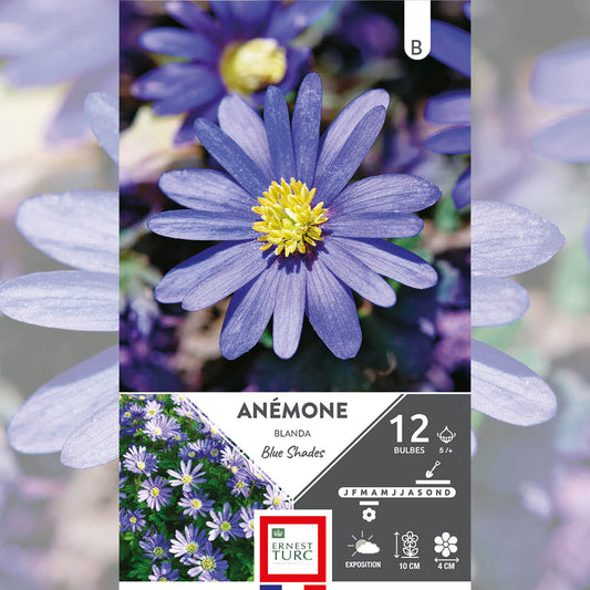 ANÉMONE BLANDA BLUE SHADES 