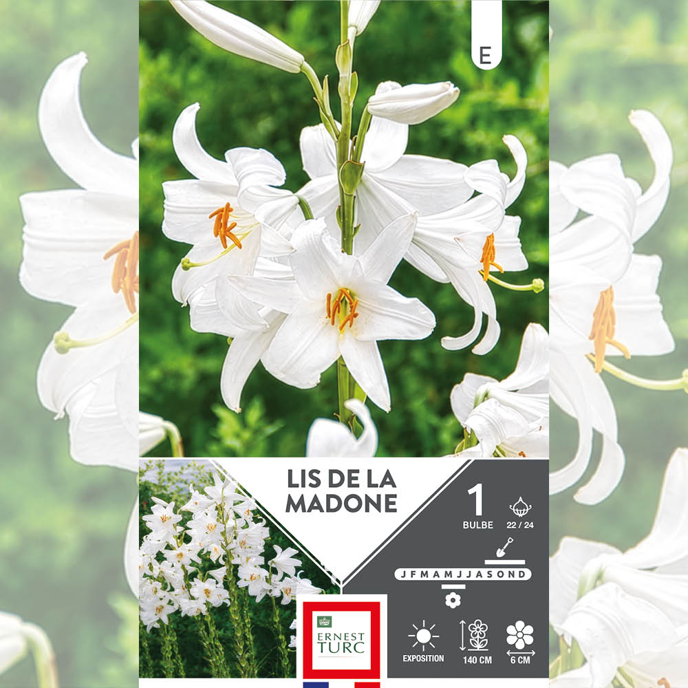 LYS DE LA MADONE (LYS CANDIDUM) 