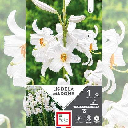 LYS DE LA MADONE (LYS CANDIDUM) 