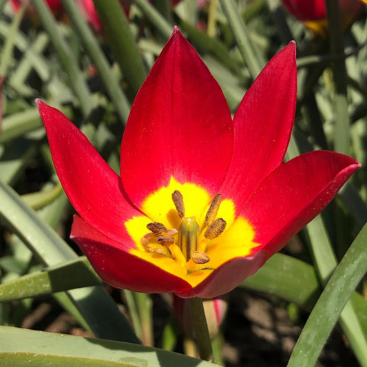 TULIPA HUMILIS 'RED BEAUTY' 