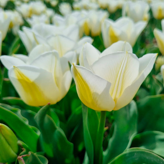 TULIPE CALGARY 