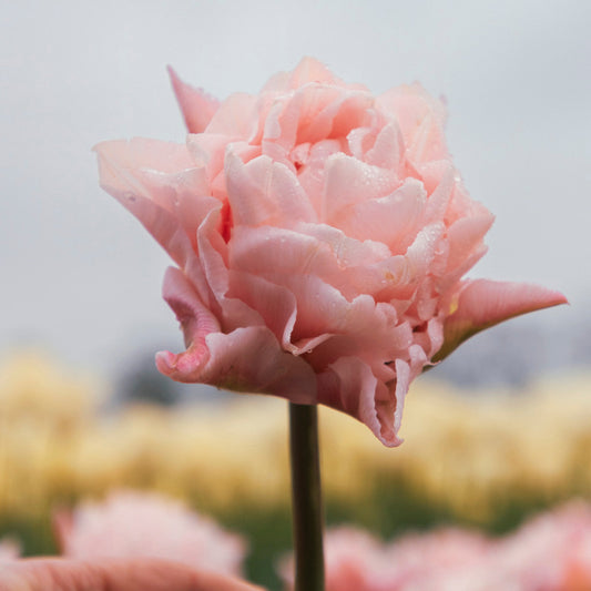 TULIPE DREAMER 