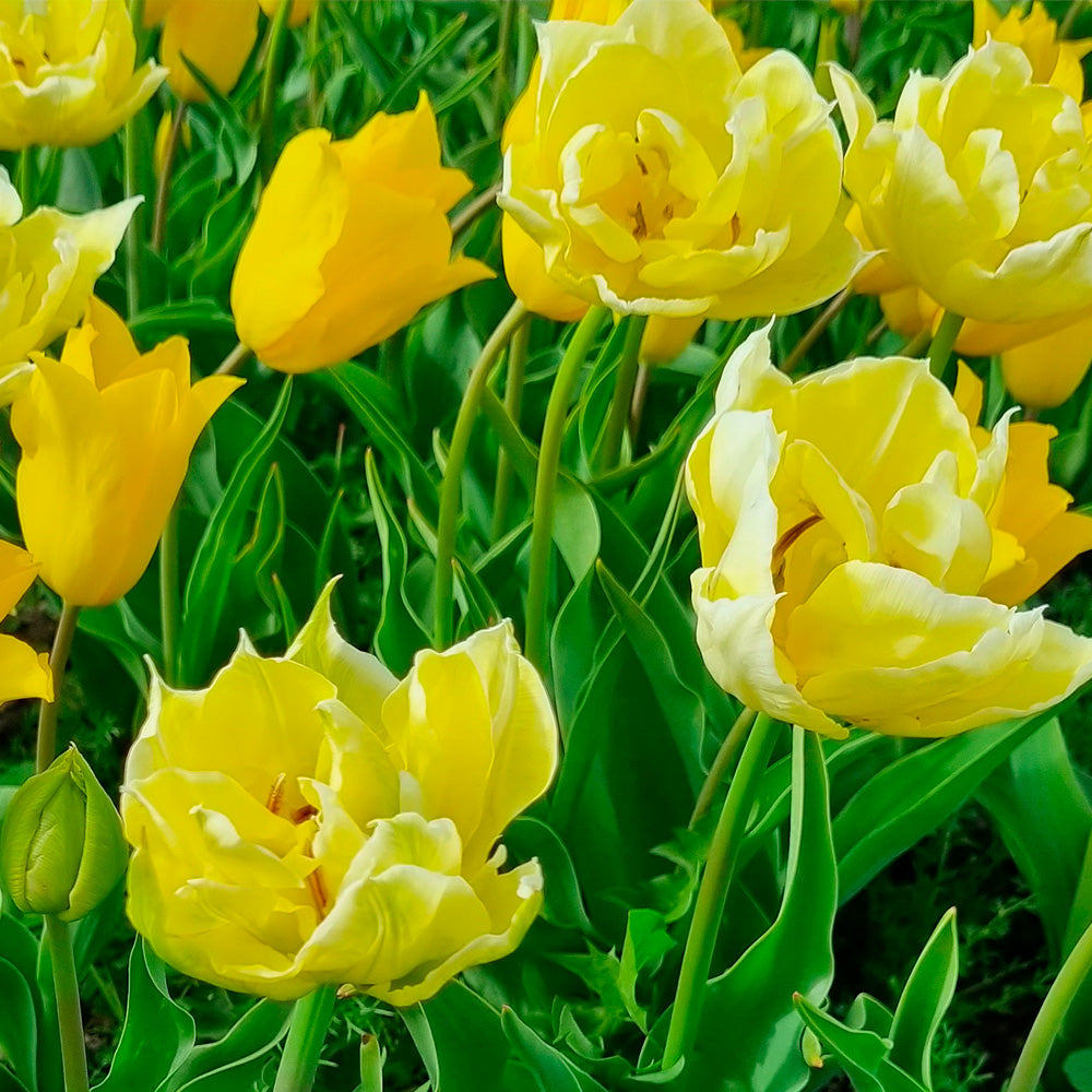 TULIPE YELLOW MIX 