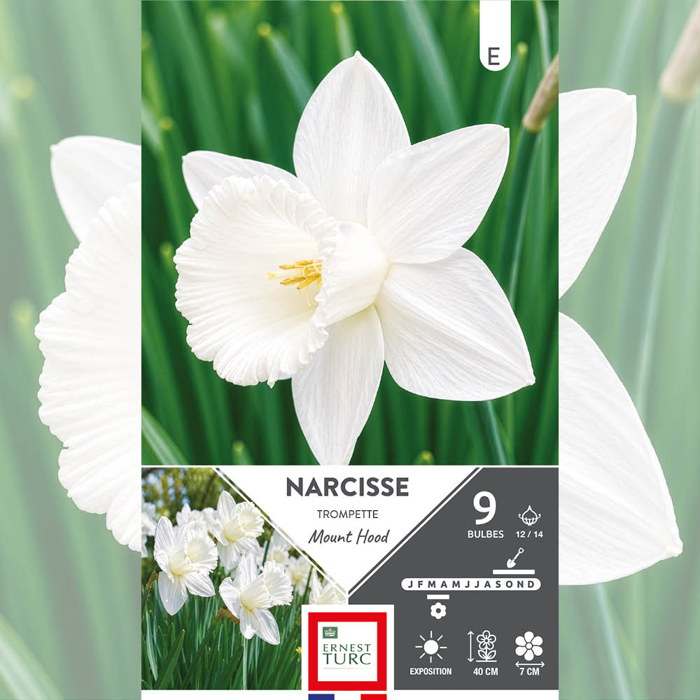 NARCISSE TROMPETTE MOUNT HOOD 