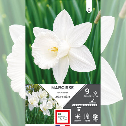 NARCISSE TROMPETTE MOUNT HOOD 