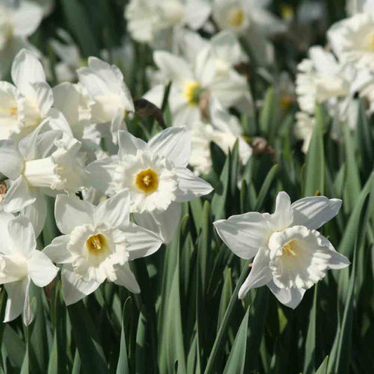 NARCISSUS TRUMPET MOUNT HOOD