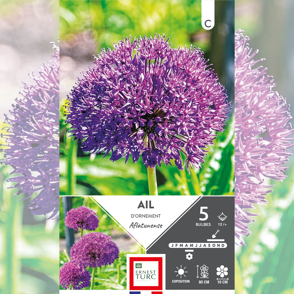 ALLIUM AFLATUNENSE 