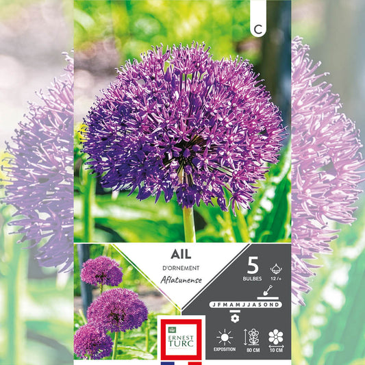 ALLIUM AFLATUNENSE 