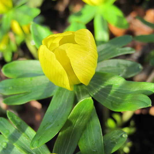 ERANTHIS HYEMALIS 
