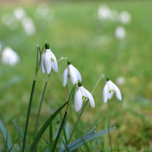 SNOWDROP SNOWDROPS