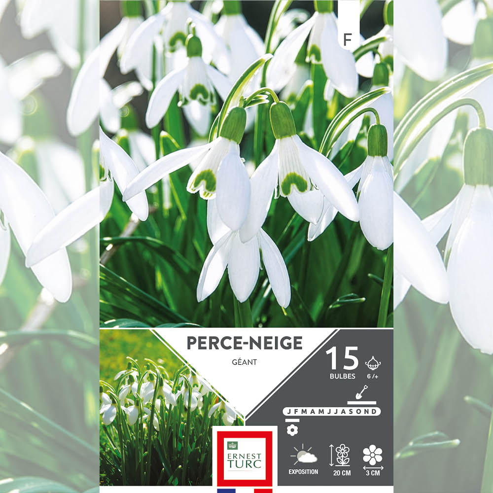 PERCE NEIGE GÉANT (GALANTHUS ELWESII) 