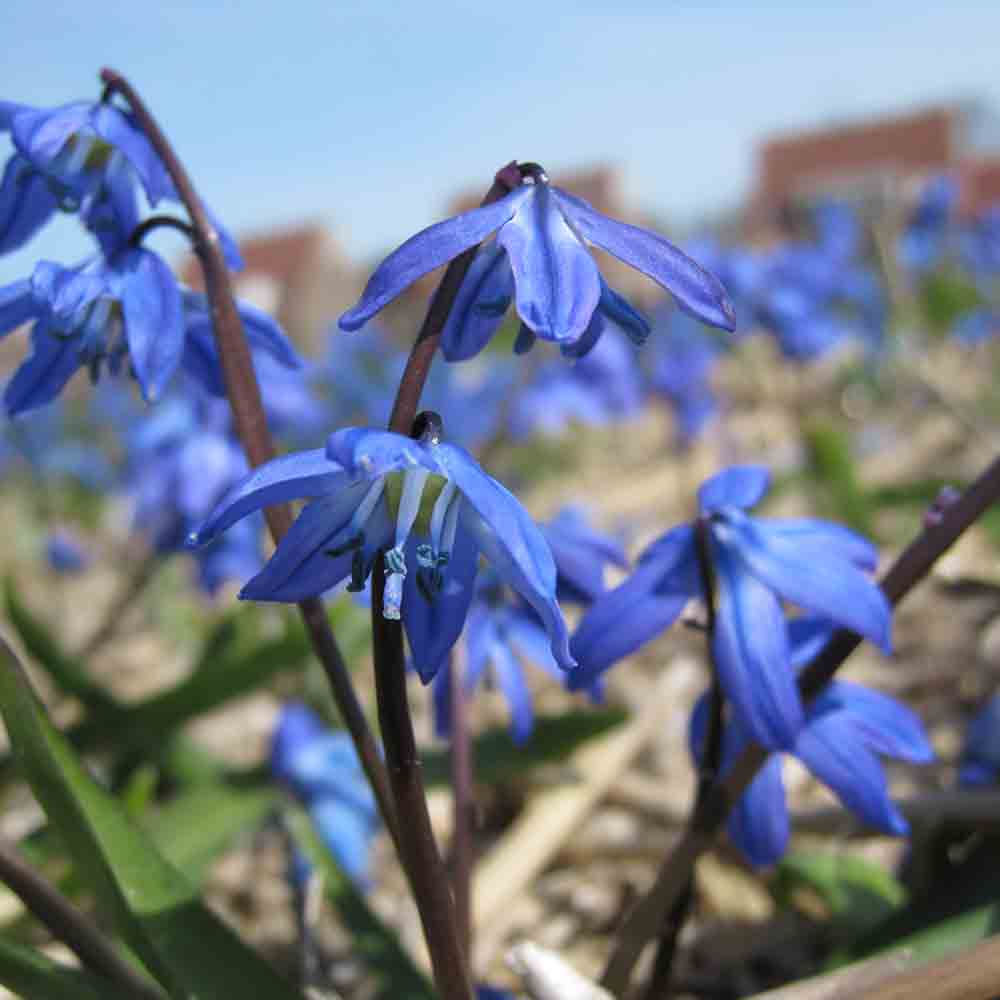 ORGANIC SIBERIAN SCILLA