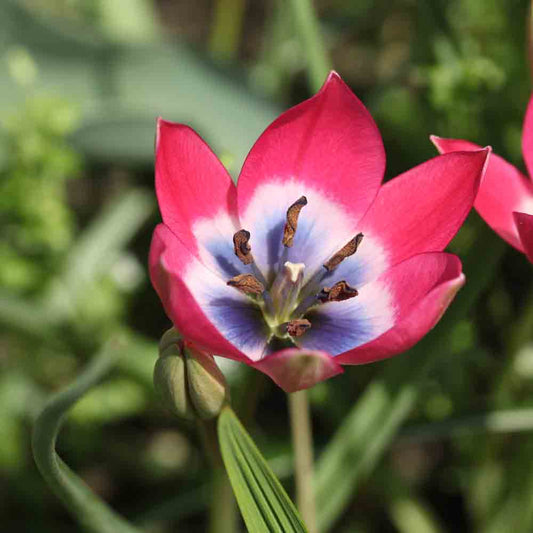 TULPE PULCHELLA KLEINE SCHÖNHEIT