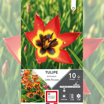 TULIPE PULCHELLA LITTLE PRINCESS 