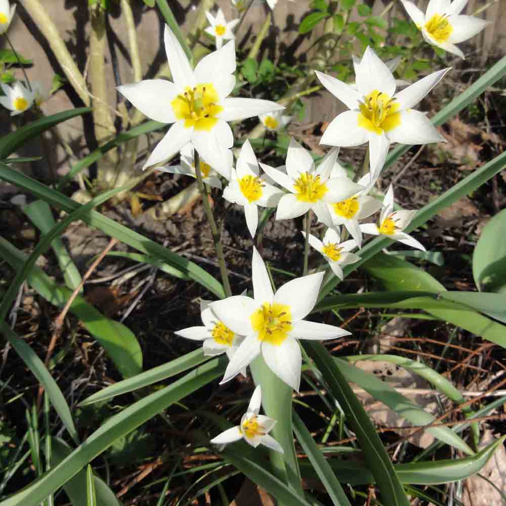 TURKESTANICA-TULPE