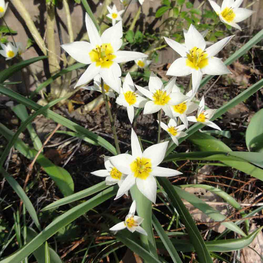 TURKESTANICA-TULPE
