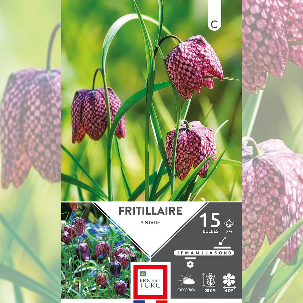 FRITILLAIRE PINTADE AB 